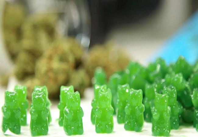 Cannabidiol Gummy Bears: What You Need to Know